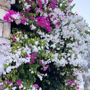 Meet your Posher, Btl